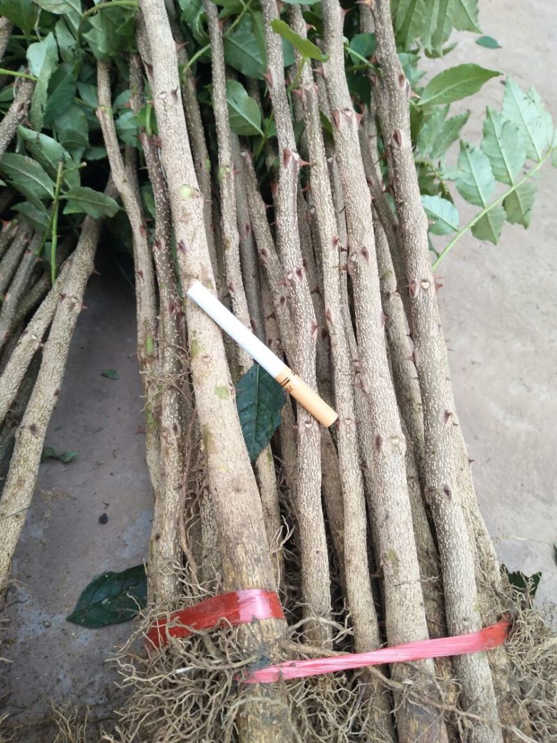 花椒苗1-3年苗大红袍，狮子头，无刺花椒