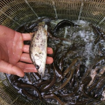 鳜鱼10~20cm食用活鱼