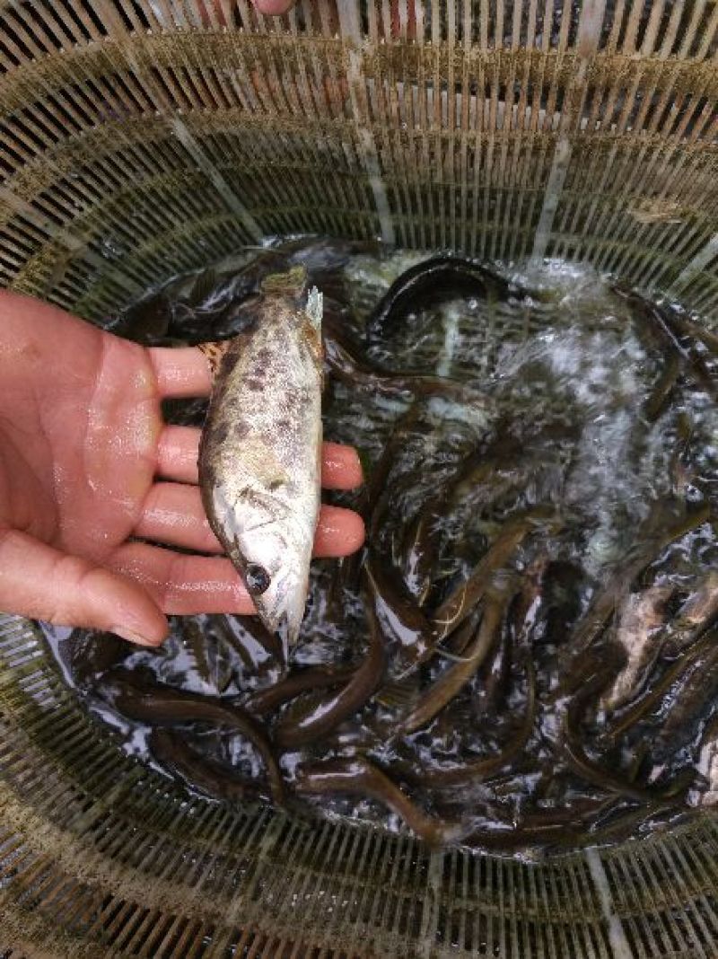 鳜鱼10~20cm食用活鱼