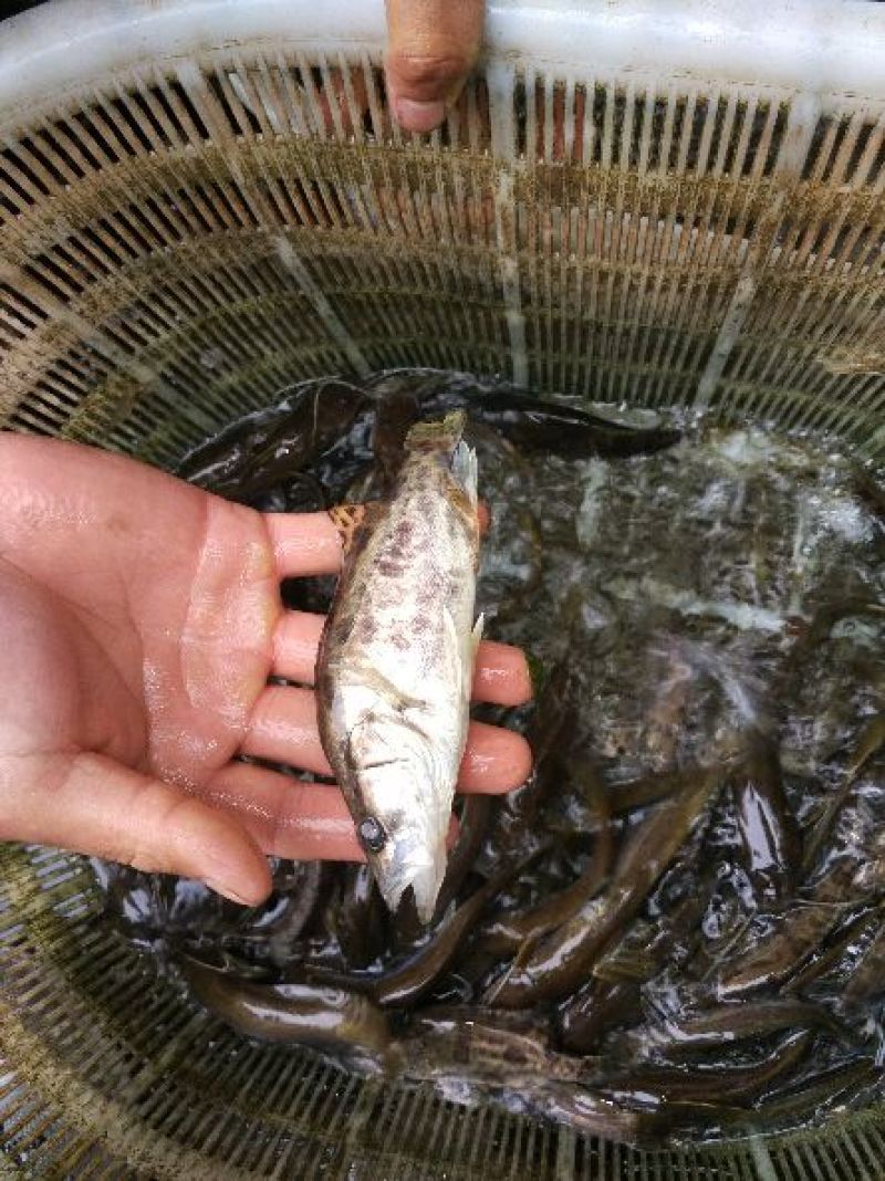 鳜鱼10~20cm食用活鱼