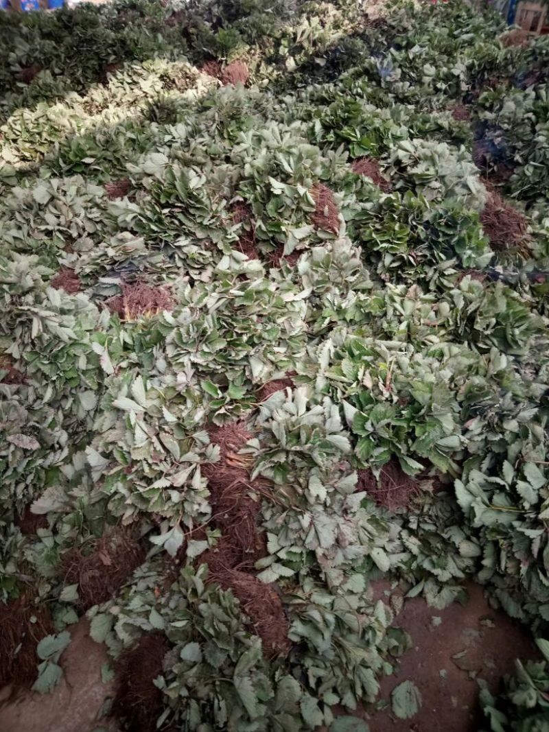 草莓苗10~20cm