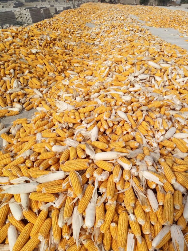 黄玉米20~30%