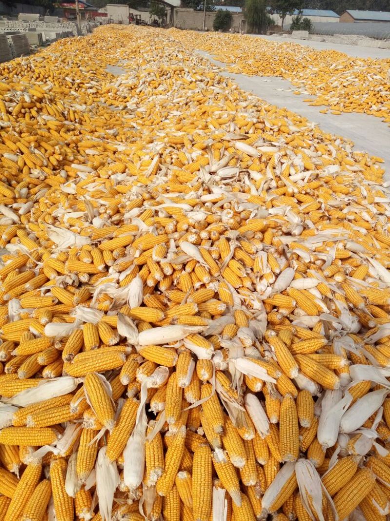 黄玉米20~30%