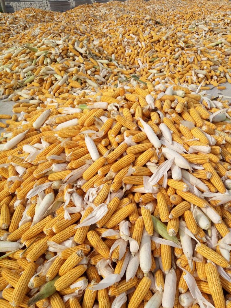 黄玉米20~30%