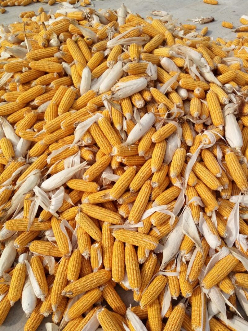 黄玉米20~30%