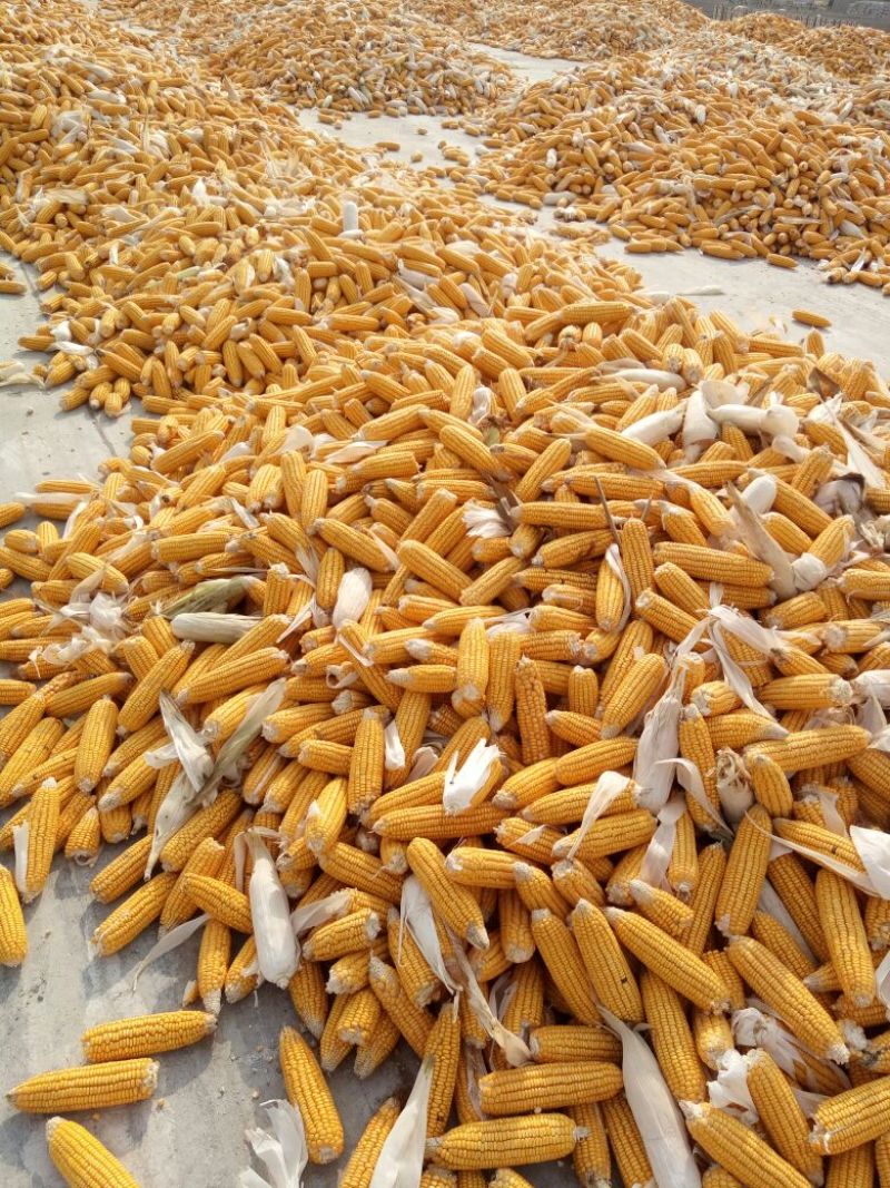 黄玉米20~30%