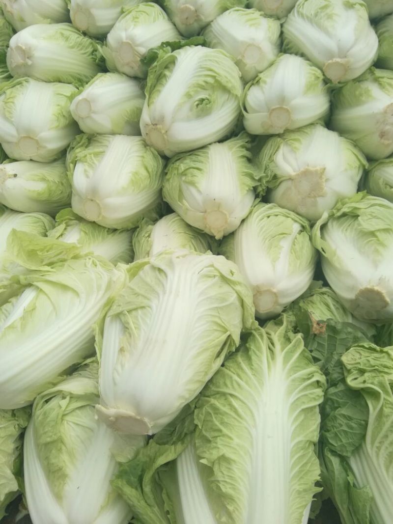 河南优质夏阳白菜净菜2~3斤发住广西贺州，福建一带，