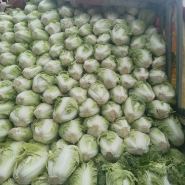 河南优质夏阳白菜净菜2~3斤发住广西贺州，福建一带，