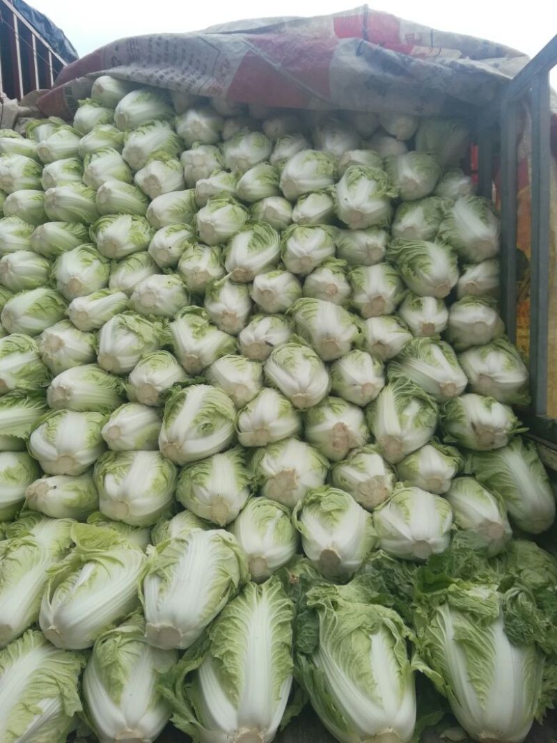 河南优质夏阳白菜净菜2~3斤发住广西贺州，福建一带，