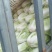 河南优质夏阳白菜净菜2~3斤发住广西贺州，福建一带，