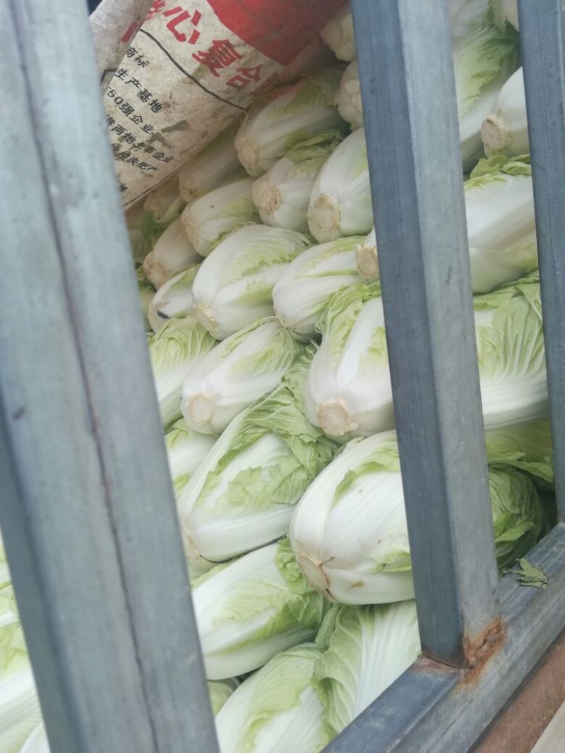 河南优质夏阳白菜净菜2~3斤发住广西贺州，福建一带，