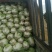 河南优质夏阳白菜净菜2~3斤发住广西贺州，福建一带，