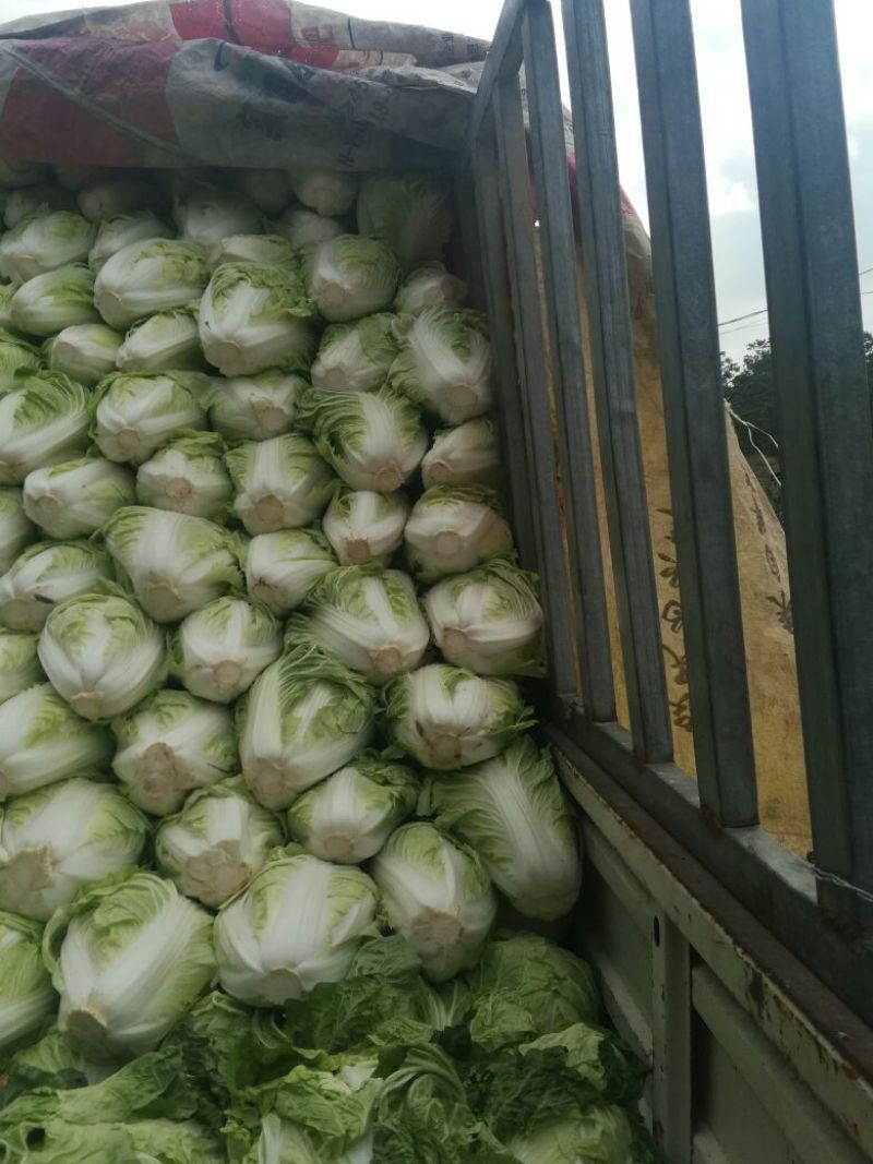 河南优质夏阳白菜净菜2~3斤发住广西贺州，福建一带，