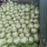 河南优质夏阳白菜净菜2~3斤发住广西贺州，福建一带，