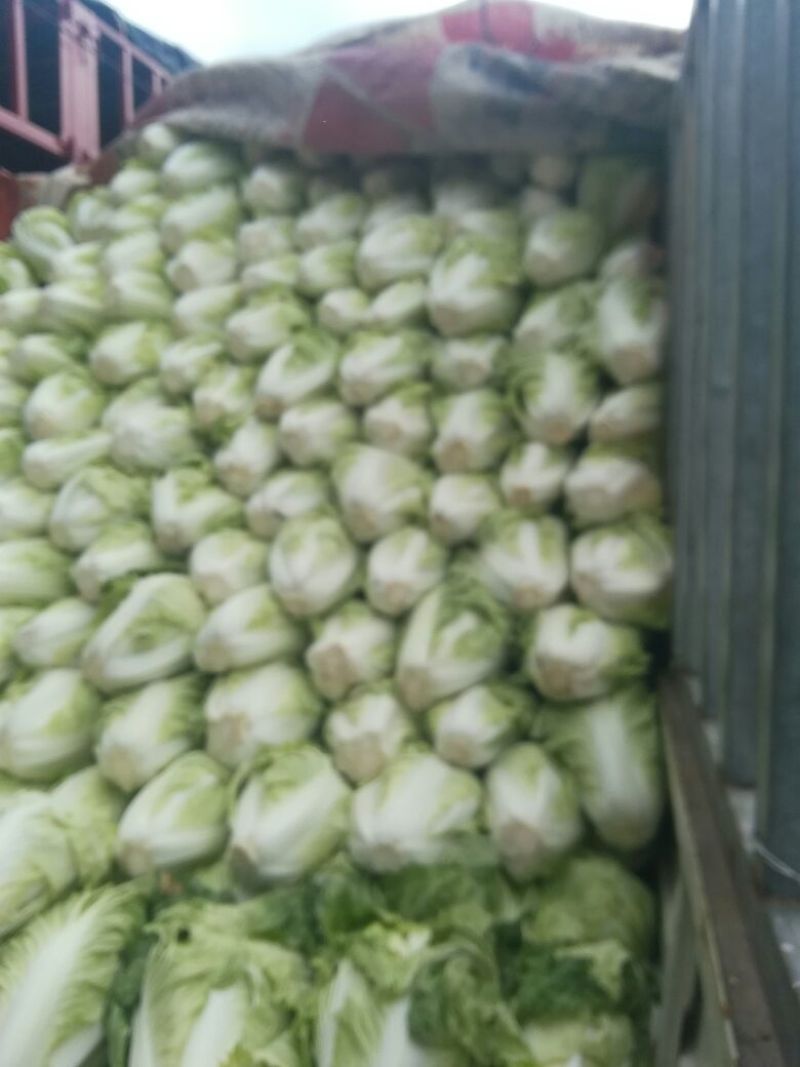 河南优质夏阳白菜净菜2~3斤发住广西贺州，福建一带，