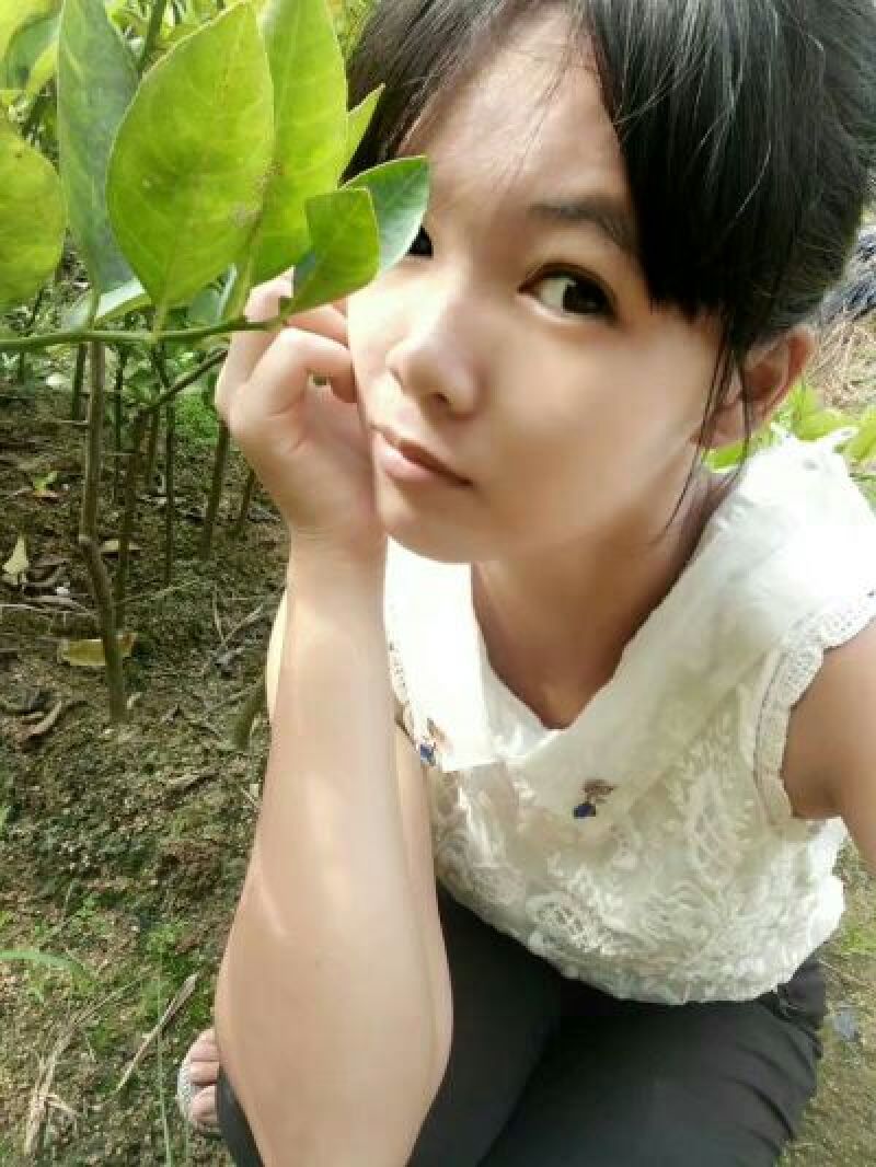 柠檬苗50~80cm