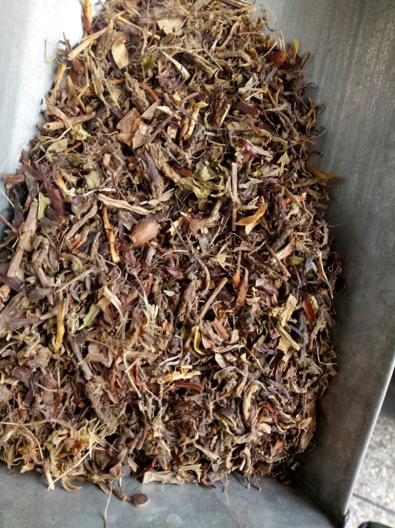 甘松青海干货量大从优欢迎选购