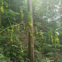 黄花倒水莲黄花倒水莲种子