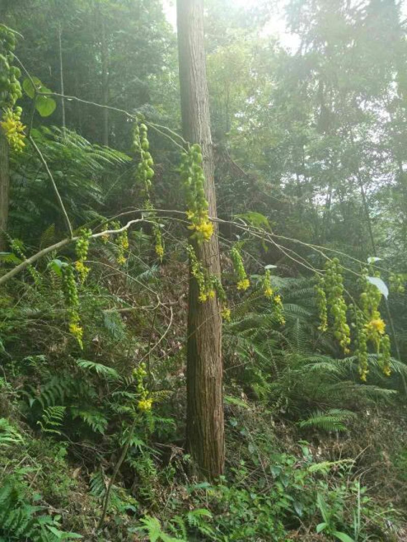 黄花倒水莲黄花倒水莲种子