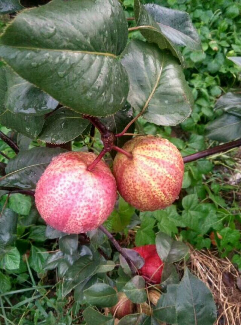 红香酥梨树苗苗圃直销