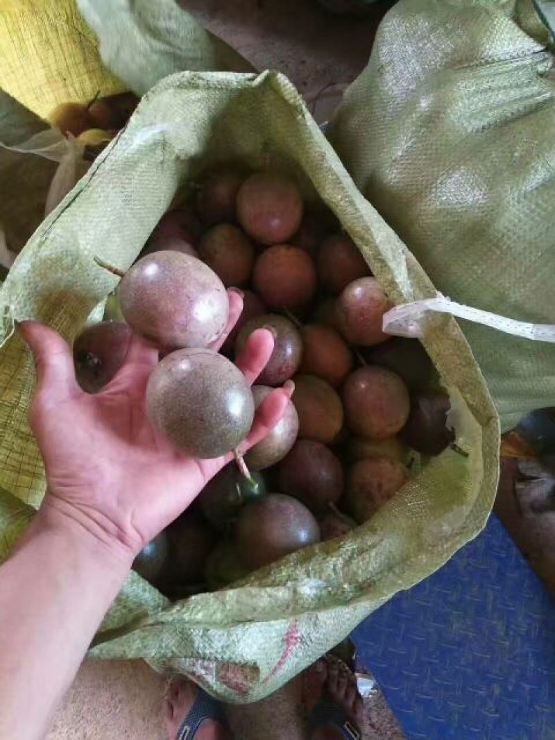 紫香一号80~90g紫果
