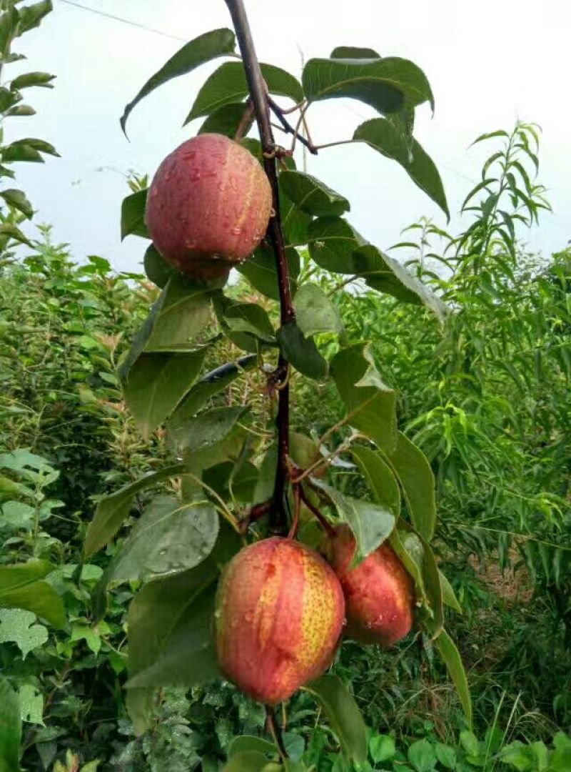 梨树苗彩虹梨树苗