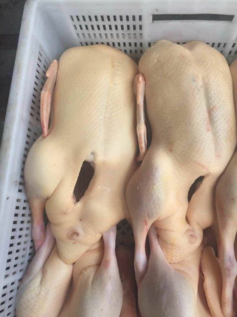 鸭肉