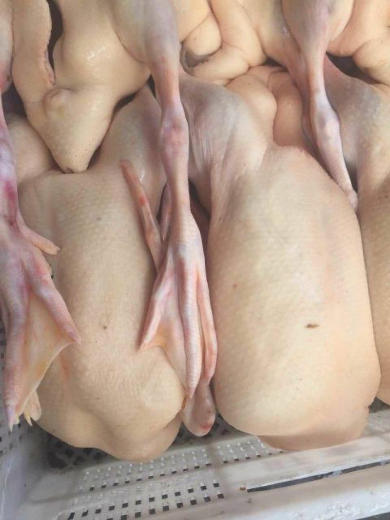鸭肉
