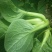 油菜苔现以叶菜为主