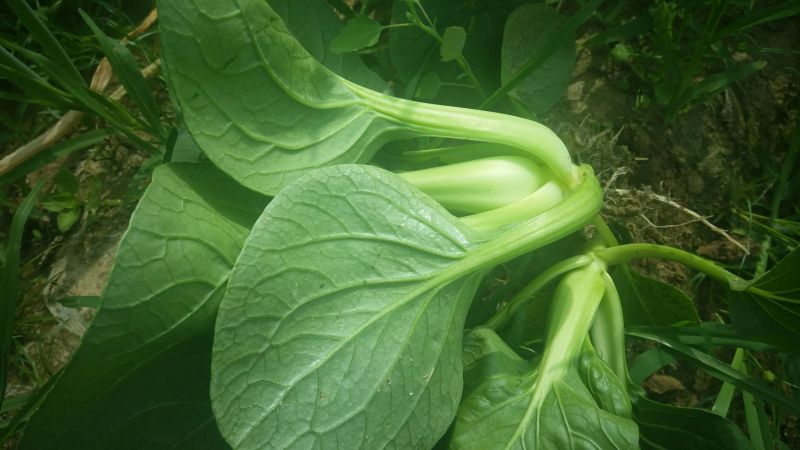 油菜苔现以叶菜为主