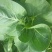 油菜苔现以叶菜为主