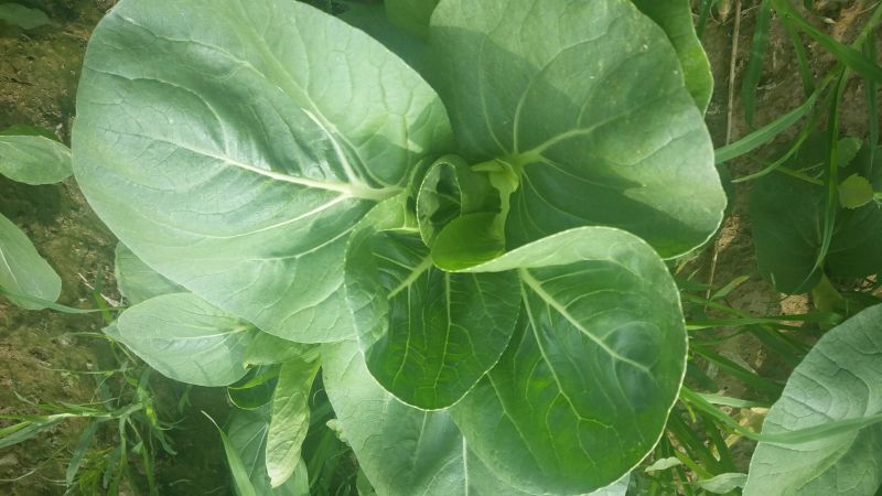 油菜苔现以叶菜为主