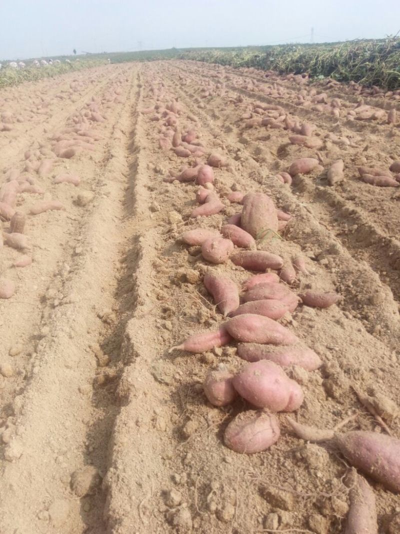 红皮红心红苏八，也叫小花叶又叫里外红。产地直发