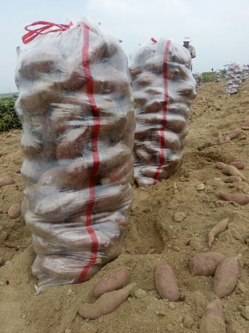红皮红心红苏八，也叫小花叶又叫里外红。产地直发