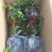 蓝莓苗20~30cm1~2年