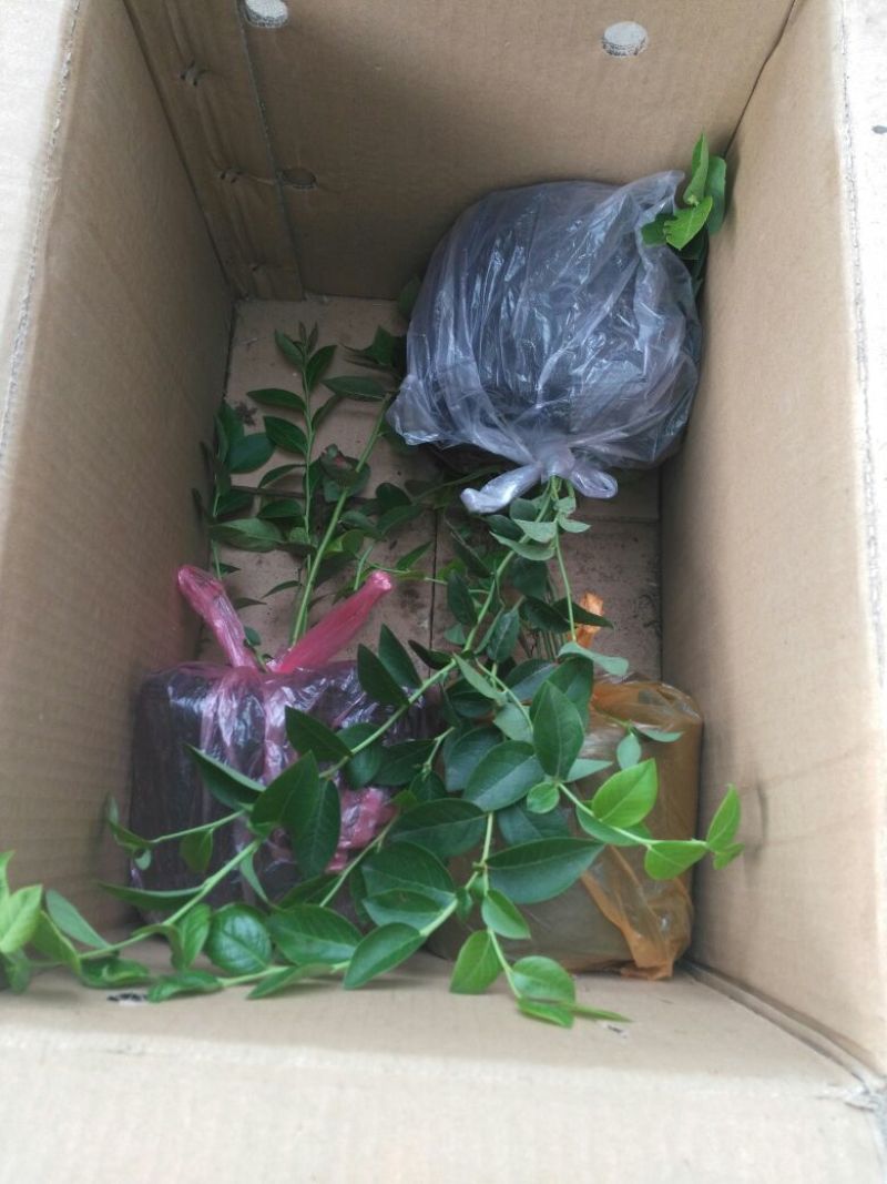 蓝莓苗20~30cm1~2年