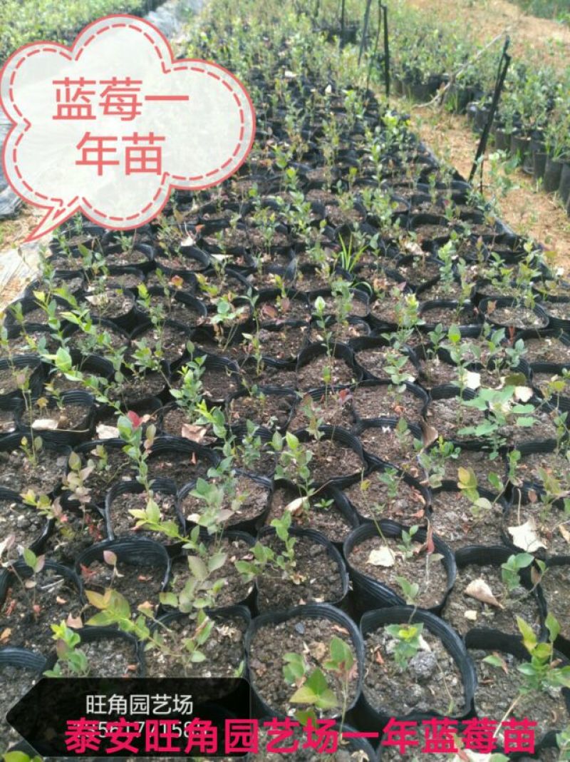 蓝莓苗20~30cm1~2年