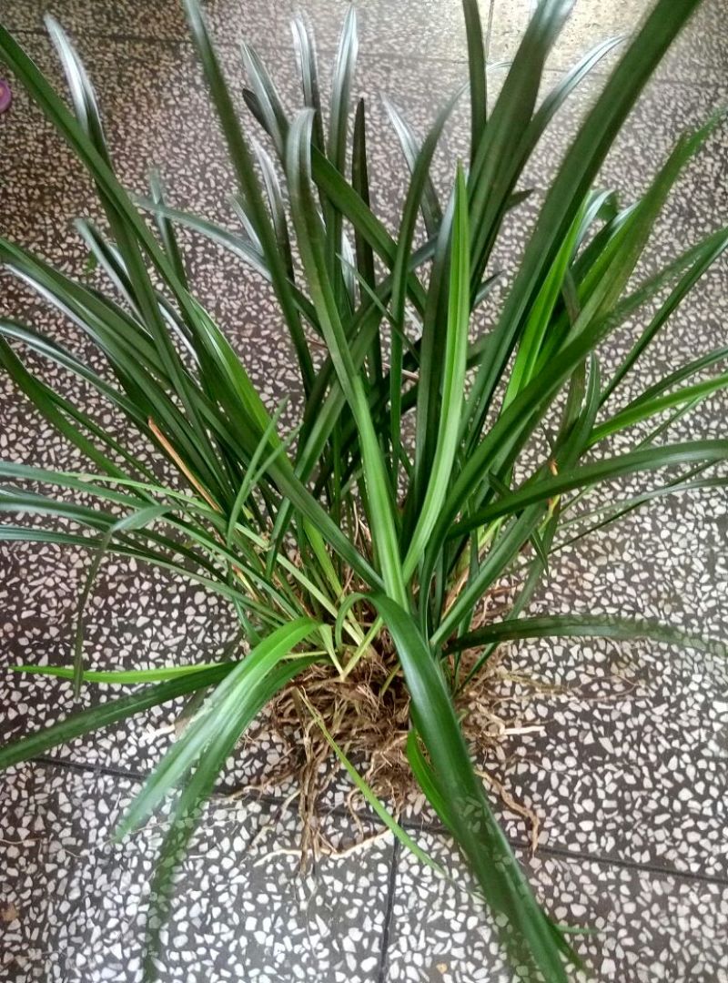 兰花苗5年苗