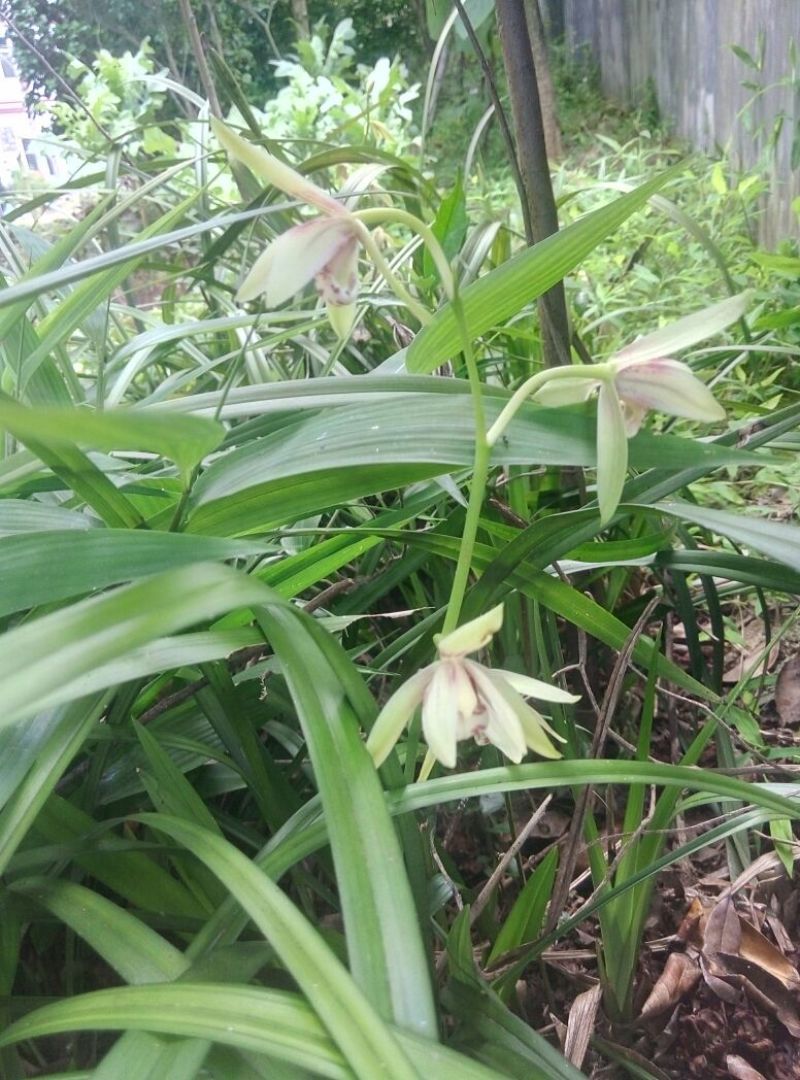 兰花苗5年苗
