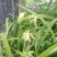 兰花苗5年苗