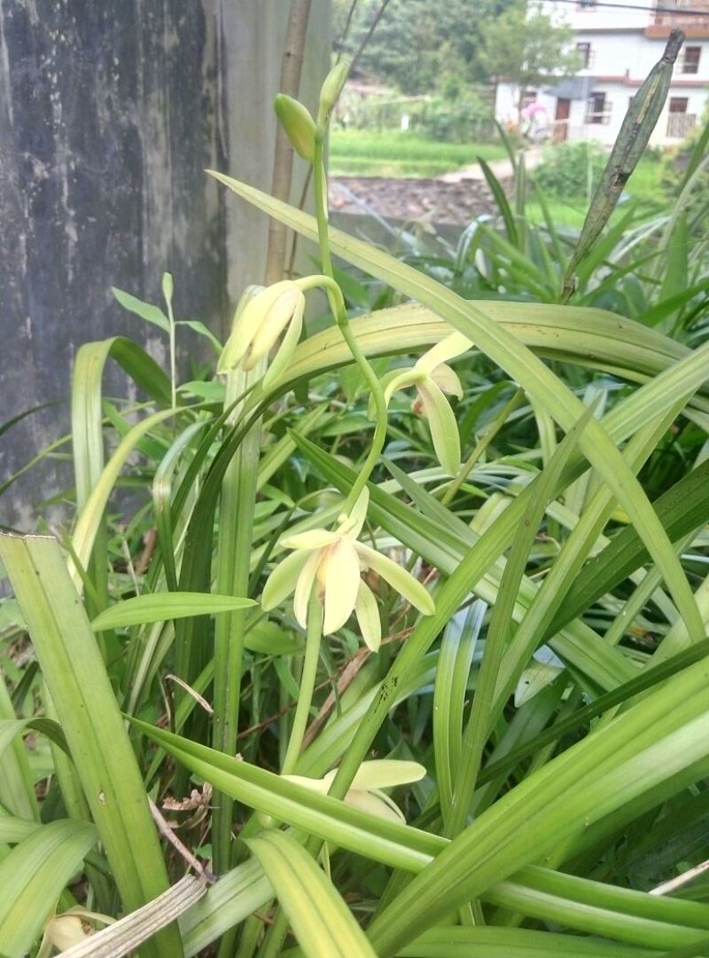 兰花苗5年苗