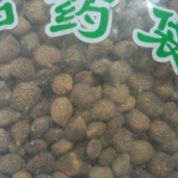 蕤仁