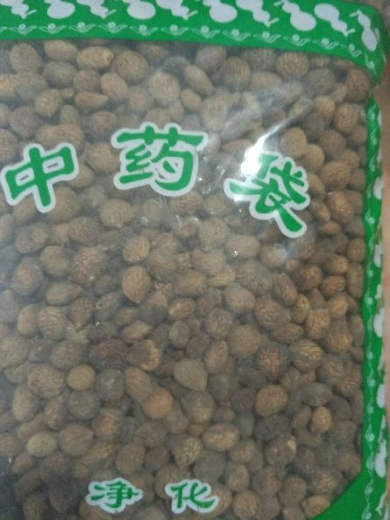 蕤仁