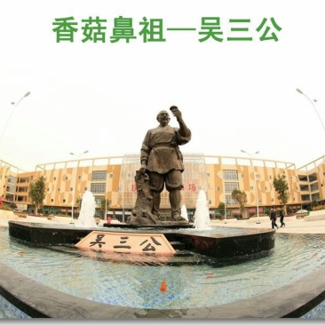 黑木耳一级