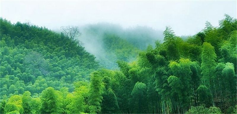 水煮笋干淡笋干