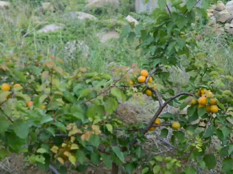 土地