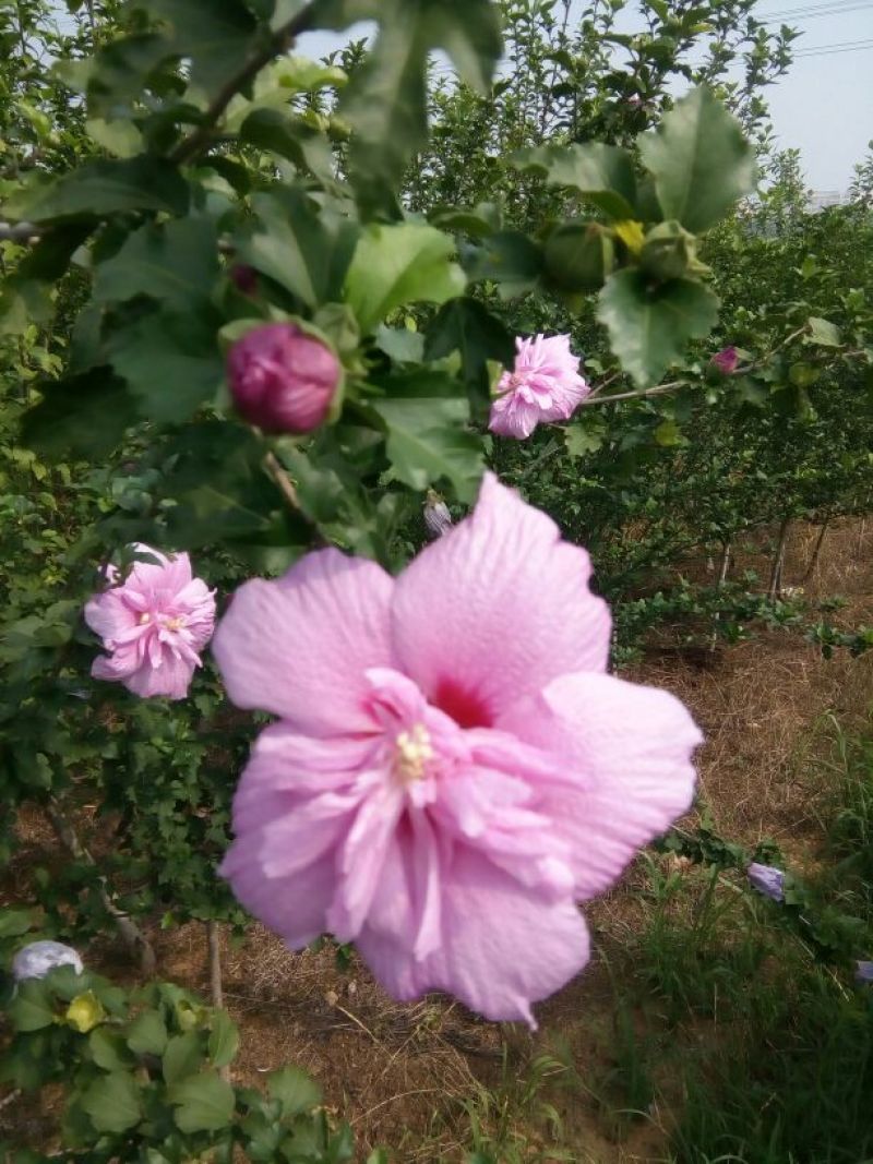 木槿苗双花单花扦插苗80cm以上