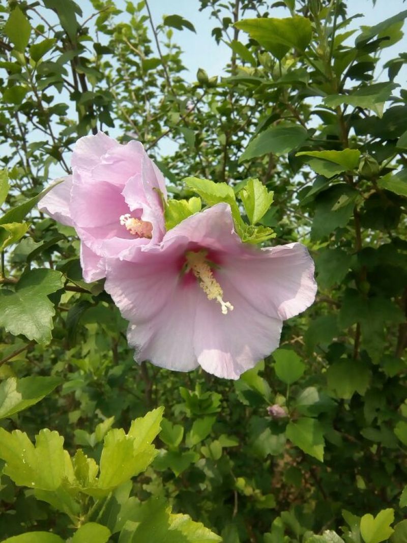 木槿苗双花单花扦插苗80cm以上