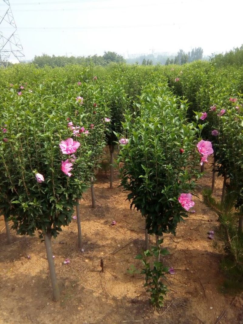 木槿苗双花单花扦插苗80cm以上