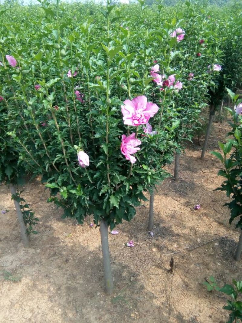 木槿苗双花单花扦插苗80cm以上